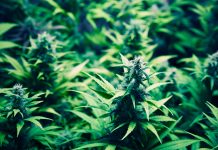 Malta: Discover the acquisition of the medical cannabis pharmaceutical facility