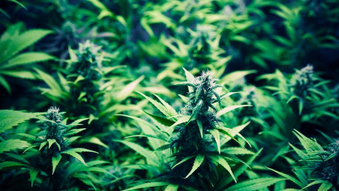 Malta: Discover the acquisition of the medical cannabis pharmaceutical facility