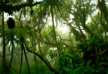 The Datura genus: the examination of the recreational uses of stramonium The Datura genus: the examination of the recreation uses of stramonium