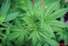 Australia building the evidence base on medical cannabinoids Australia building the evidence base on medical cannabinoids