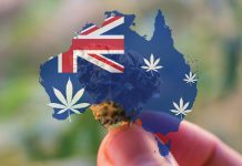 Learn about the missing ingredient in medicinal cannabis acceptance Learn about the missing ingredient in medicinal cannabis acceptance