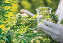 What do you really know about CBD as a medicine? What do you really know about CBD as a medicine?