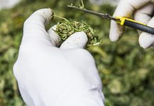 Explore the first thorough genetic analysis of cannabis Explore the first thorough genetic analysis of cannabis