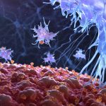 T-cells can wreak havoc in those with autoimmune disorders – Could research change this?