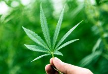 Cannabis growth: introducing the first new THC free strain Cannabis growth: introducing the first new THC free strain