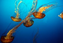 Jellyfish antidote: Is CRISPR genome editing the solution?