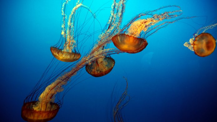 Jellyfish antidote: Is CRISPR genome editing the solution?