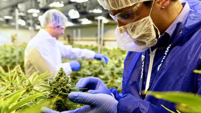The world of Tilray: licensing and certification enhances capacity to export medical cannabis