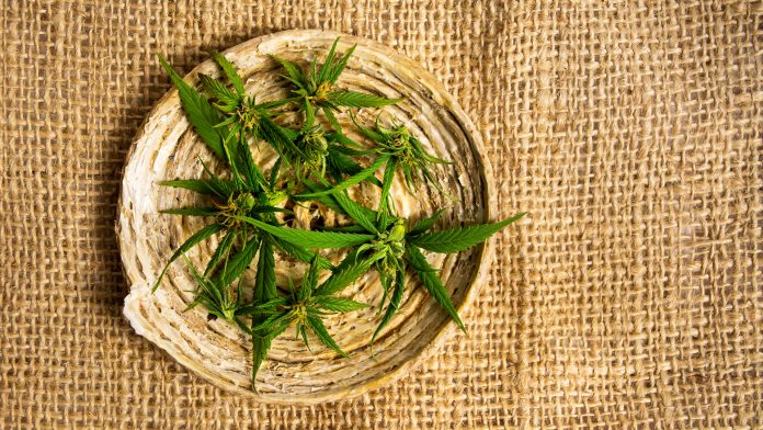Marijuana plant with buds on a wooden plate Little Green Pharma and OBJ Limited partner for joint venture with help from Curtin University research to explore whether its skin patches can be used for cannabinoid therapy.