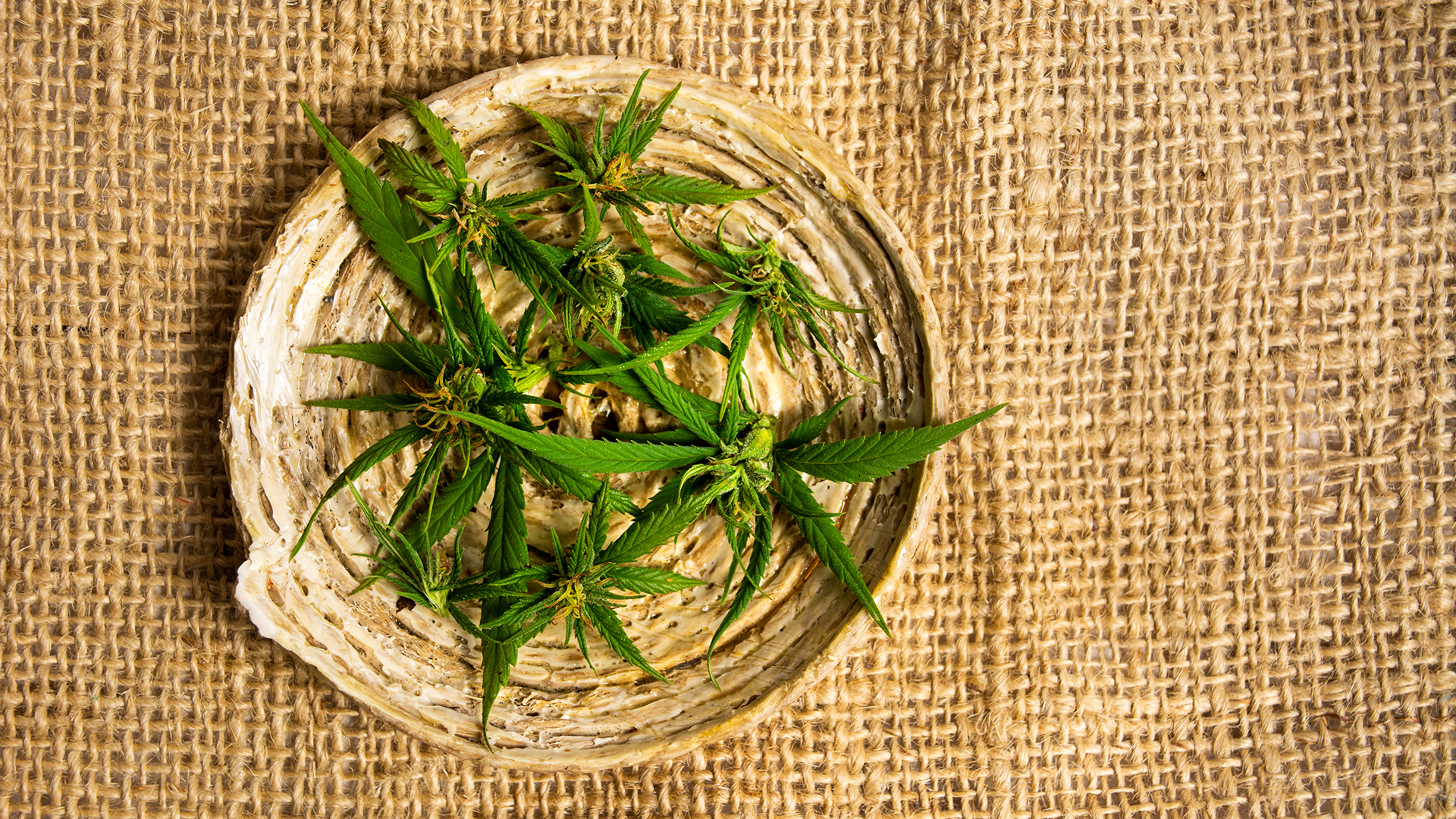 Little Green Pharma and OBJ Limited partner for joint venture with help from Curtin University research to explore whether its skin patches can be used for cannabinoid therapy.