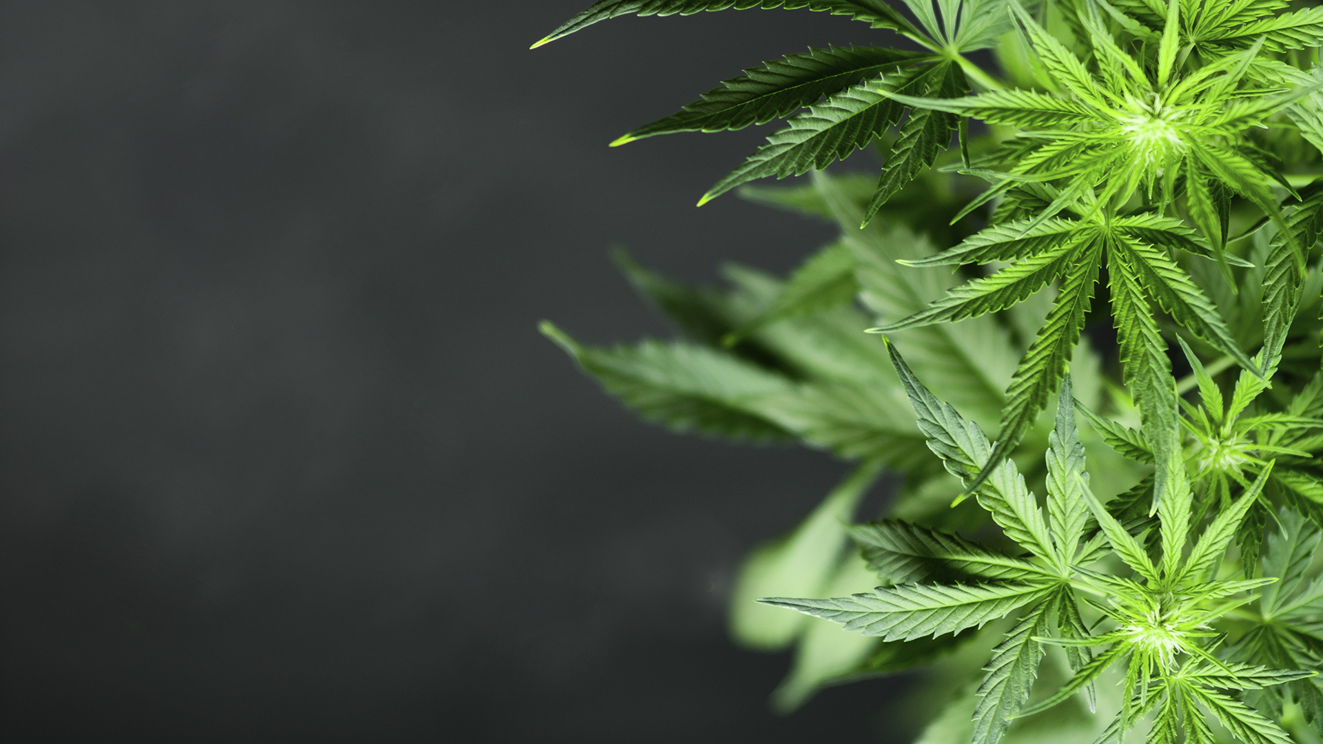 LeafCann Group signs landmark distribution agreement