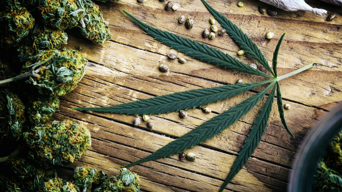 Marijuana plant still life The official launch of UK’s first specialist standalone medical cannabis clinic in London