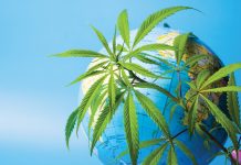 The Accidental Magnate: becoming one of the leading cannabis companies in the industry The Accidental Magnate: becoming one of the leading cannabis companies in the industry