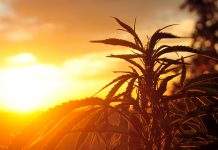 The cannabis industry continues to grow with rising consumption in Czech Republic The cannabis industry continues to grow with rising consumption in Czech Republic