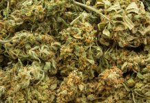 Learn about the biotech pioneer demonstrating cannabis potency Learn about the biotech pioneer demonstrating cannabis potency