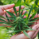 Drug Science, an independent, science-led drugs charity, is launching Project TWENTY21, a national medical cannabis pilot, with the aim of soon providing medical cannabis to patients in the UK.