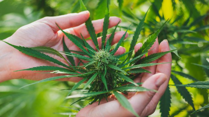 Drug Science, an independent, science-led drugs charity, is launching Project TWENTY21, a national medical cannabis pilot, with the aim of soon providing medical cannabis to patients in the UK.