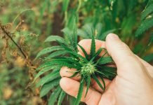 Could medical cannabis company, Leafcann, set up their first legal cannabis farm in Scotland?