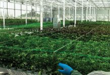 We’re helping make people’s lives better with medical cannabis production We’re helping make people’s lives better with medical cannabis production