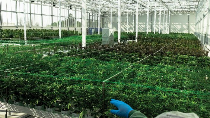 We’re helping make people’s lives better with medical cannabis production