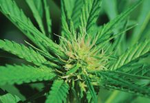 The green rush for high-quality CBD products The green rush for high-quality CBD products