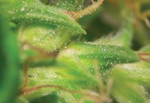 Cannabinoid treatments: ICCI – International Cannabis and Cannabinoids Institute Cannabinoid treatments: CCI – International Cannabis and Cannabinoids Institute
