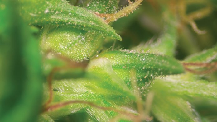 SC image H10 ICCIO001 24502 Cannabinoid treatments: CCI – International Cannabis and Cannabinoids Institute
