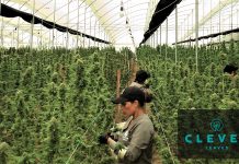 Medical cannabis cultivation: quality for patients around the world