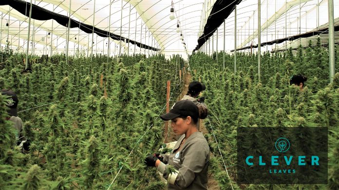 Medical cannabis cultivation: quality for patients around the world