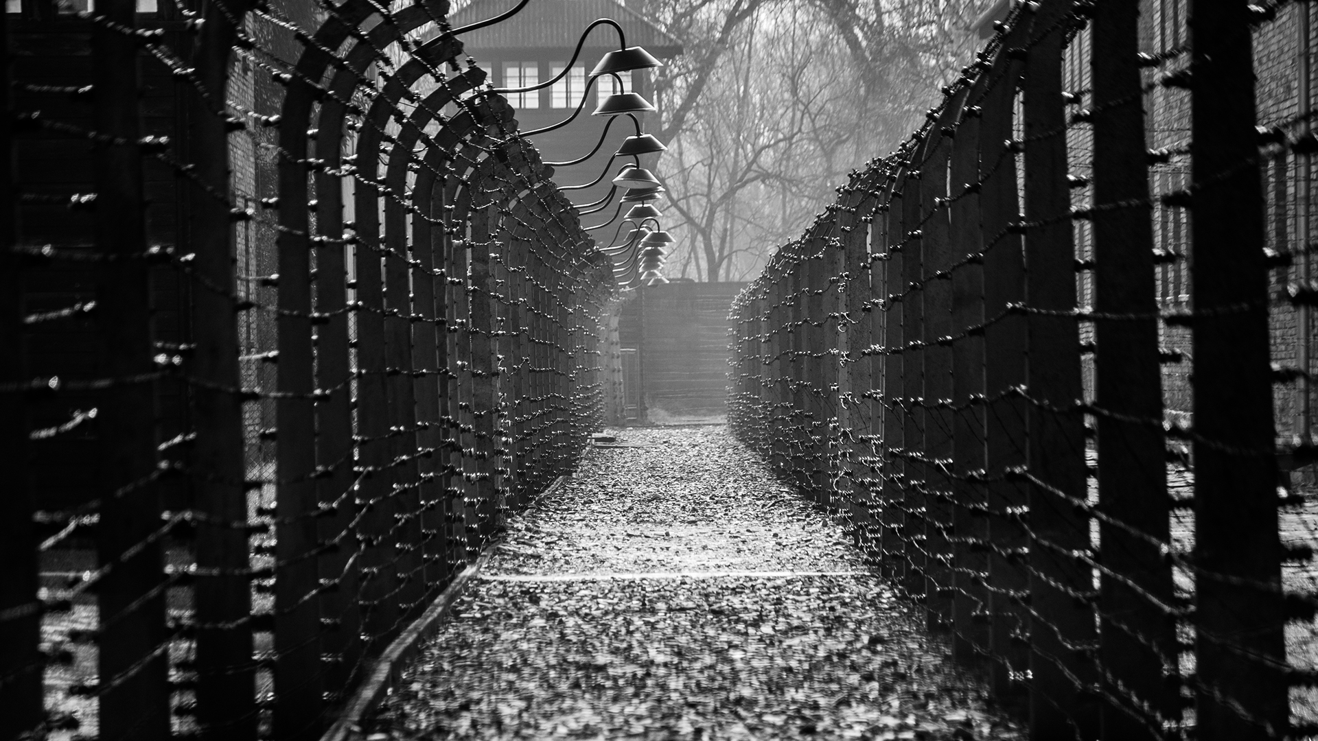 Holocaust survivors experience life-long psychological & biological toll on brain structure