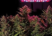 Ever wondered how good lighting impacts the outcome of your cannabis crop?