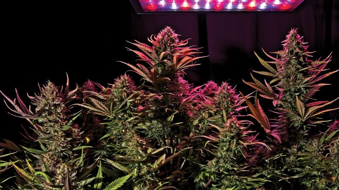 Ever wondered how good lighting impacts the outcome of your cannabis crop?