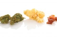 From rosin to shatter: understanding cannabis concentrates From rosin to shatter: understanding cannabis concentrates