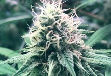 Canadian cannabis: entering the European and global markets Canadian cannabis: entering the European and global markets