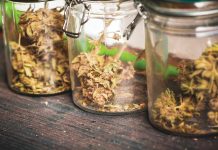 Introducing Canncas, the company leading in cannabis drying systems Introducing Canncas, the company leading in cannabis drying systems