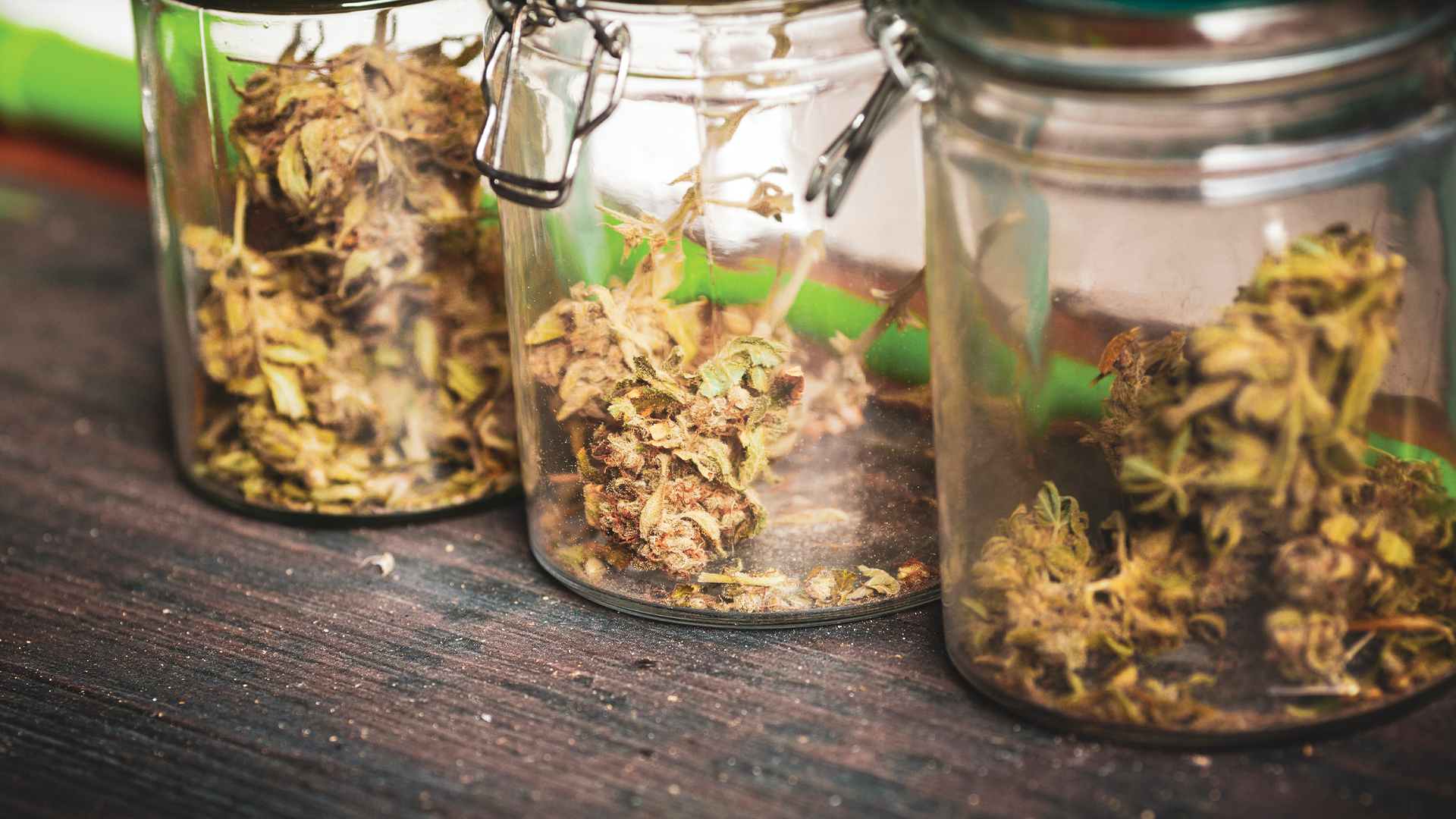 Introducing Canncas, the company leading in cannabis drying systems