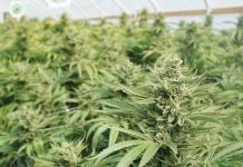 Exploring the factors driving innovation in the field of medical cannabis extraction Exploring the factors driving innovation in the field of medical cannabis extraction