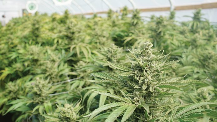 image SC H10 E Knight IV 6004 Exploring the factors driving innovation in the field of medical cannabis extraction