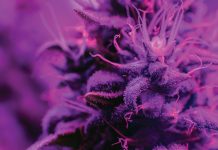 Heliospectra AB, the deLightful cannabis lighting system lumen in the distance Heliospectra AB, the deLightful cannabis lighting system lumen in the distance