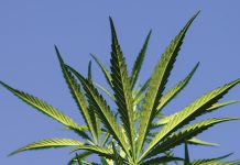 M3 Life Sciences, CBD wellness products, and the US Healthcare system M3 Life Sciences, CBD wellness products, and the US Healthcare system