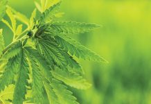 Extraction & formulation: Neptune Wellness Solutions taking on the cannabis market