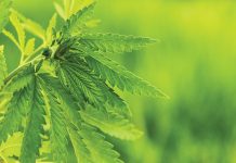 Extraction & formulation: Neptune Wellness Solutions taking on the cannabis market Extraction & formulation: Neptune Wellness Solutions taking on the cannabis market