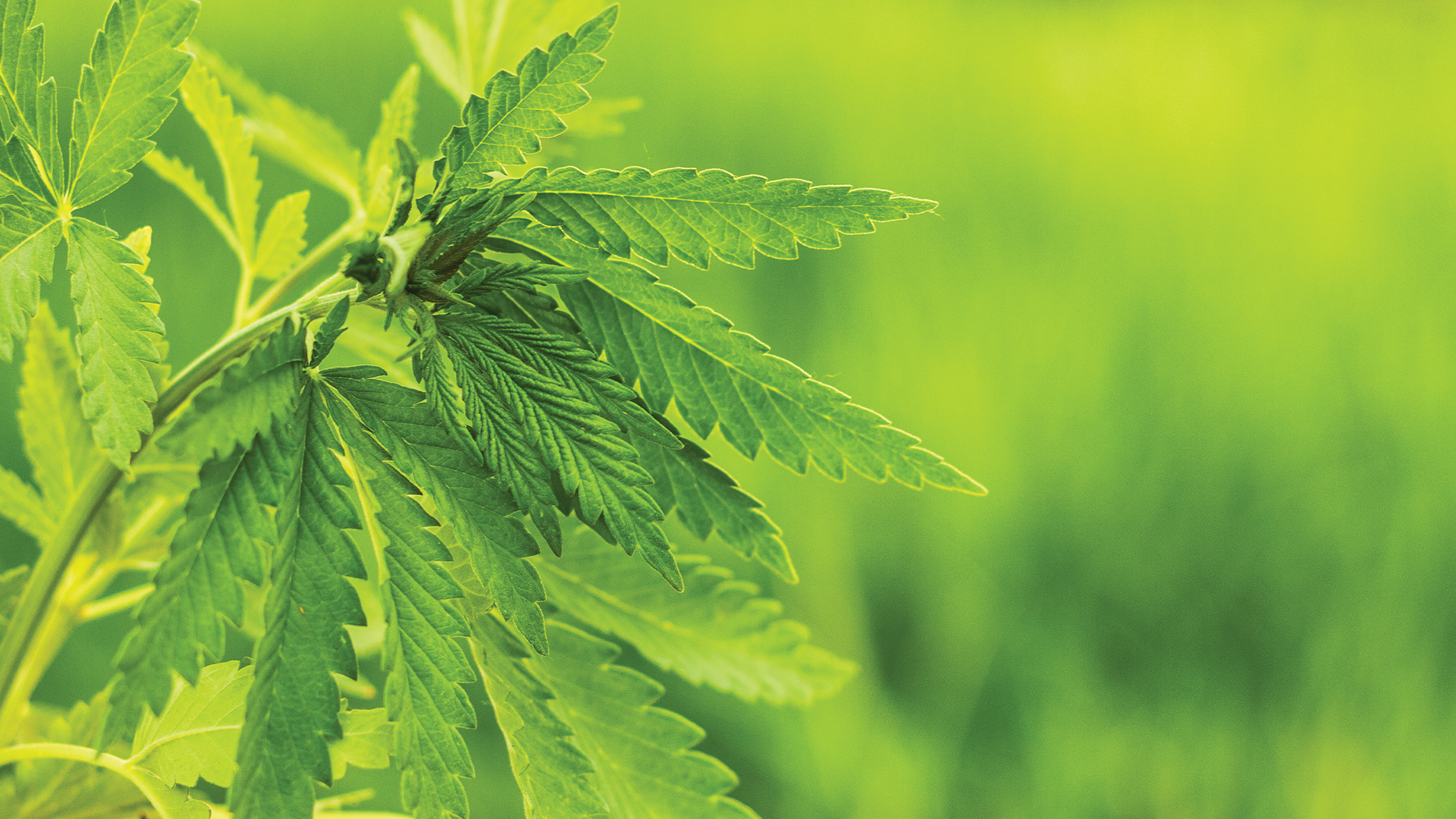 Extraction & formulation: Neptune Wellness Solutions taking on the cannabis market