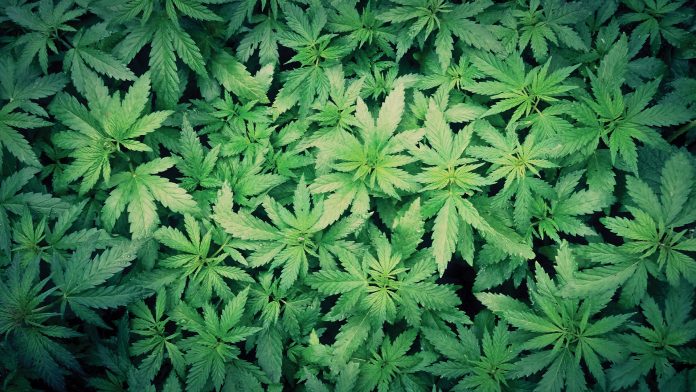 image SC H10 PLANTEX1 24964 Why do you think medical cannabis will disrupt the pharma industry?