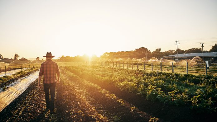 CBD production: cannabis farm to open in Lincolnshire, UK