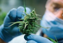 The medical cannabis company challenging the industry paradigms The medical cannabis company challenging the industry paradigms