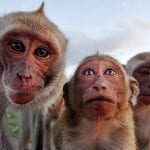 Breakthrough monkey malaria study offers cure for relapsing malaria