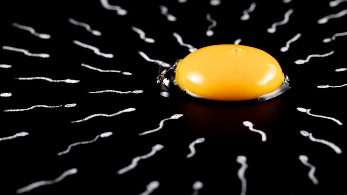 Study shows sperm production for transgender women could still be possible