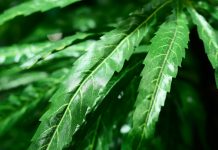 Showcasing the latest in cannabis-based treatments and medical cannabis research Showcasing the latest in cannabis-based treatments and medical cannabis research