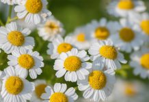 Chronic lymphocytic leukaemia: hidden parthenolide compound in flowers could kill cancer cells Chronic lymphocytic leukaemia: hidden parthenolide compound in flowers could kill cancer cells